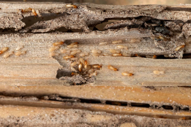 Best Cockroach Control Services  in Altamont, IL